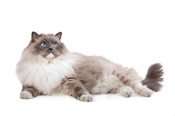 Image showing Ragdoll cat