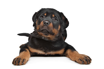 Image showing rottweiler puppy