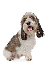 Image showing Basset Griffon Vendeen