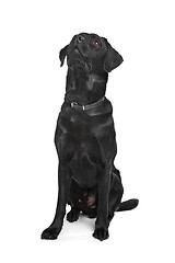 Image showing Black Labrador