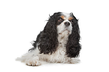 Image showing Cavalier King Charles Spaniel