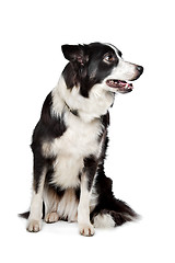 Image showing Border Collie