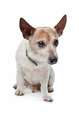 Image showing Jack Russel Terrier