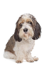 Image showing Basset Griffon Vendeen