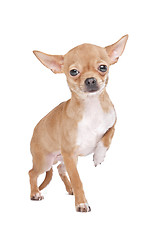 Image showing Miniature Chihuahua