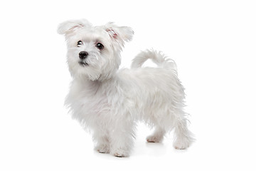 Image showing mix Maltese dog