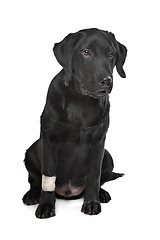 Image showing Black Labrador puppy