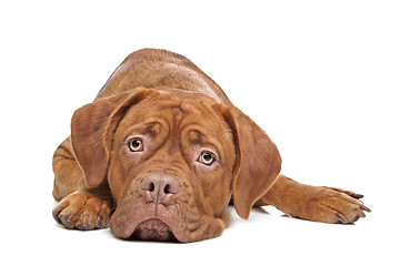 Image showing Dogue de Bordeaux