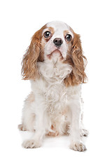 Image showing Cavalier King Charles Spaniel