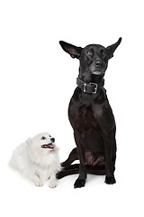 Image showing Keeshond (Dutch Barge Dog) and a black Shepherd