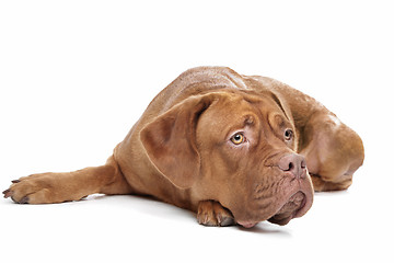 Image showing Dogue de Bordeaux