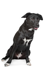 Image showing mixed breed dog