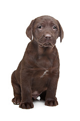 Image showing Chocolate Labrador puppy