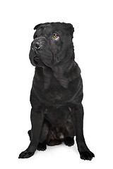 Image showing Black shar-Pei