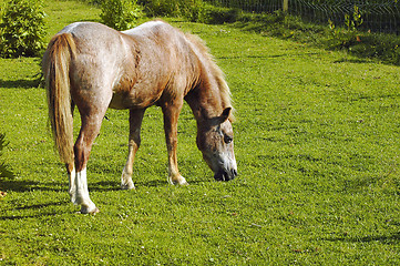 Image showing Pony