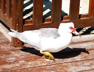 Image showing Weird headed duck. Nicosia. Cyprus