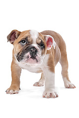Image showing English bulldog puppy