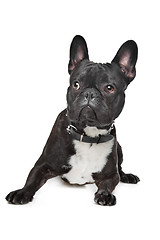 Image showing Black and White French Bulldog