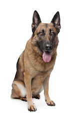 Image showing German Shepherd