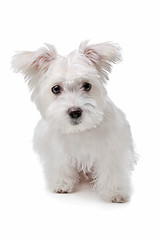 Image showing mix Maltese dog