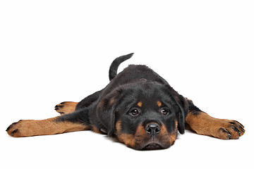 Image showing rottweiler puppy