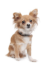 Image showing mixed breed Chihuahua