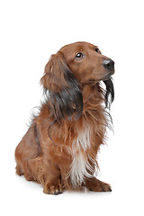 Image showing Dachshund