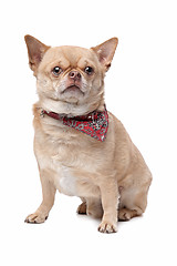 Image showing short haired fat chihuahua