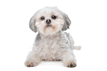 Image showing Little boomer dog