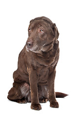 Image showing Old sad chocolate Labrador