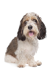 Image showing Basset Griffon Vendeen