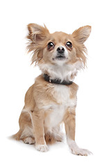 Image showing mixed breed Chihuahua
