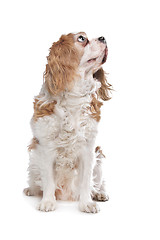 Image showing Cavalier King Charles Spaniel