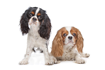 Image showing two Cavalier King Charles Spaniel dogs