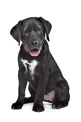 Image showing Black Labrador puppy