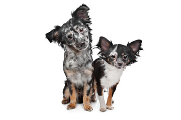 Image showing Two Chihuahua dogs