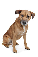 Image showing mixed breed dog