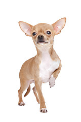 Image showing Miniature Chihuahua