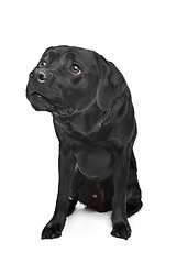 Image showing Black Labrador