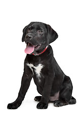 Image showing Black Labrador puppy