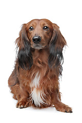 Image showing Dachshund