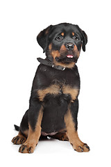 Image showing rottweiler puppy