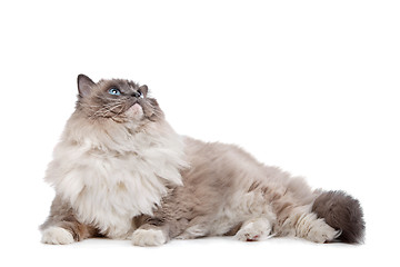 Image showing Ragdoll cat