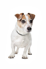 Image showing Jack Russel Terrier