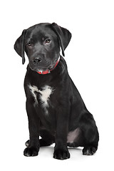 Image showing Black Labrador puppy