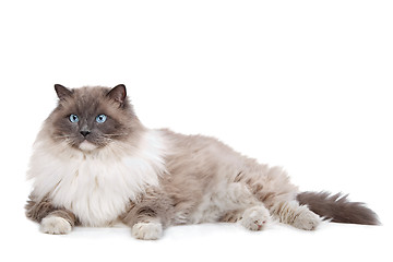 Image showing Ragdoll cat