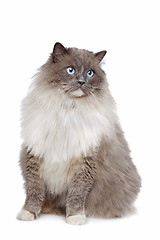 Image showing Ragdoll cat