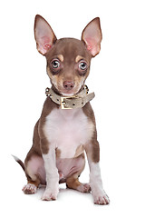 Image showing short haired chihuahua puppy