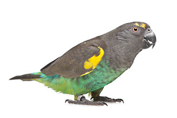 Image showing Meyer Parrot