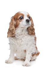 Image showing Cavalier King Charles Spaniel